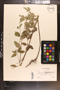 Pycnanthemum albescens image