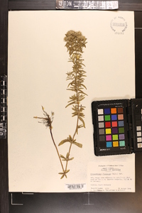 Pycnanthemum flexuosum image