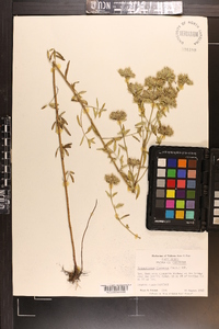 Pycnanthemum flexuosum image