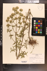 Pycnanthemum flexuosum image