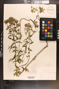 Pycnanthemum flexuosum image