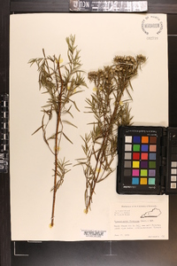 Pycnanthemum flexuosum image