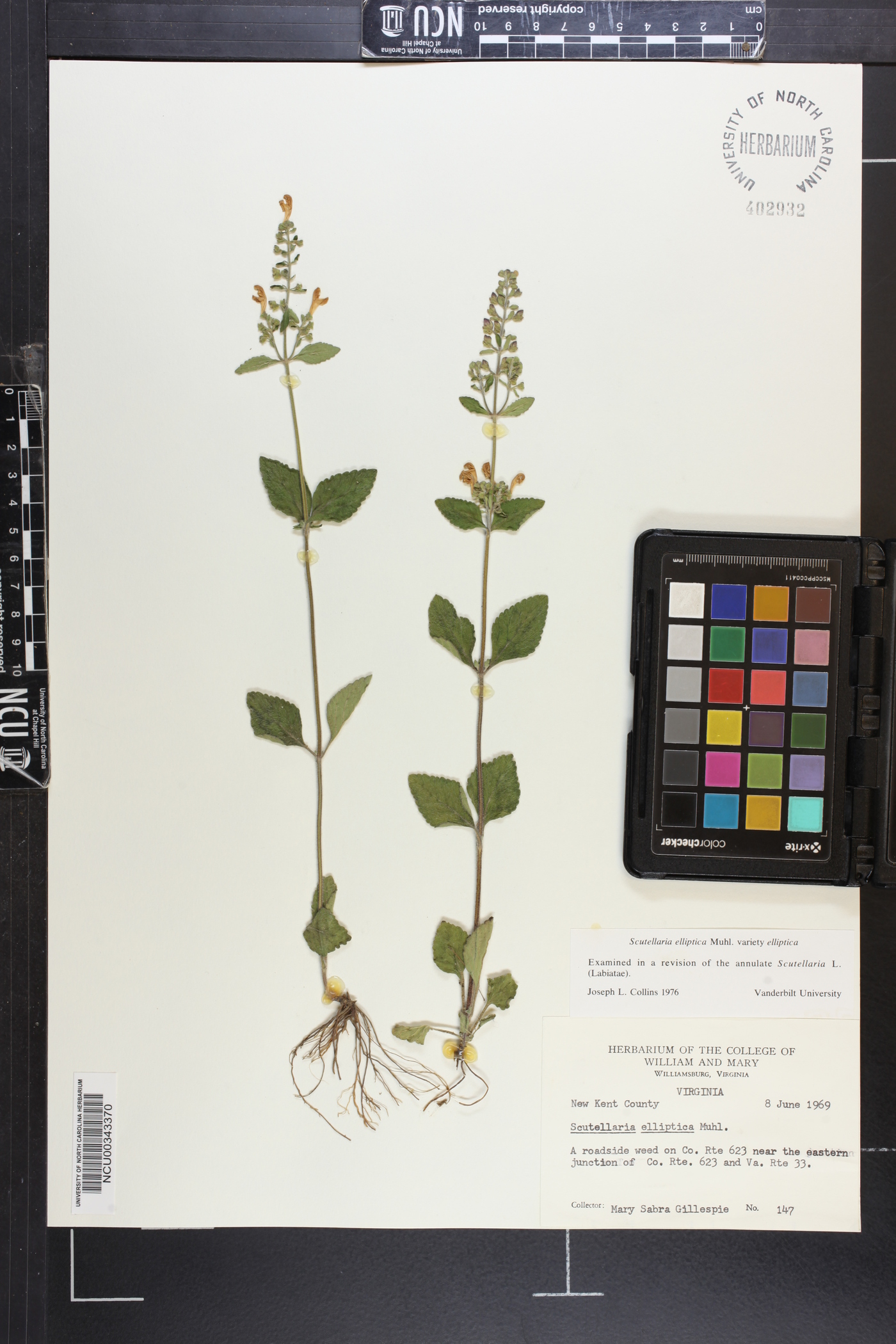 Scutellaria elliptica var. elliptica image