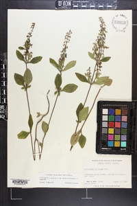 Scutellaria elliptica var. elliptica image