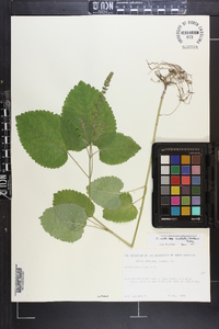 Scutellaria ovata image