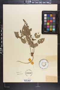 Scutellaria versicolor image