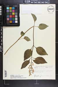 Scutellaria serrata image