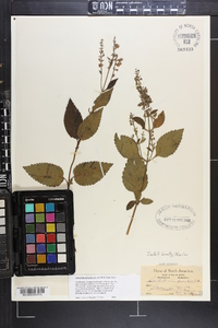 Scutellaria serrata image