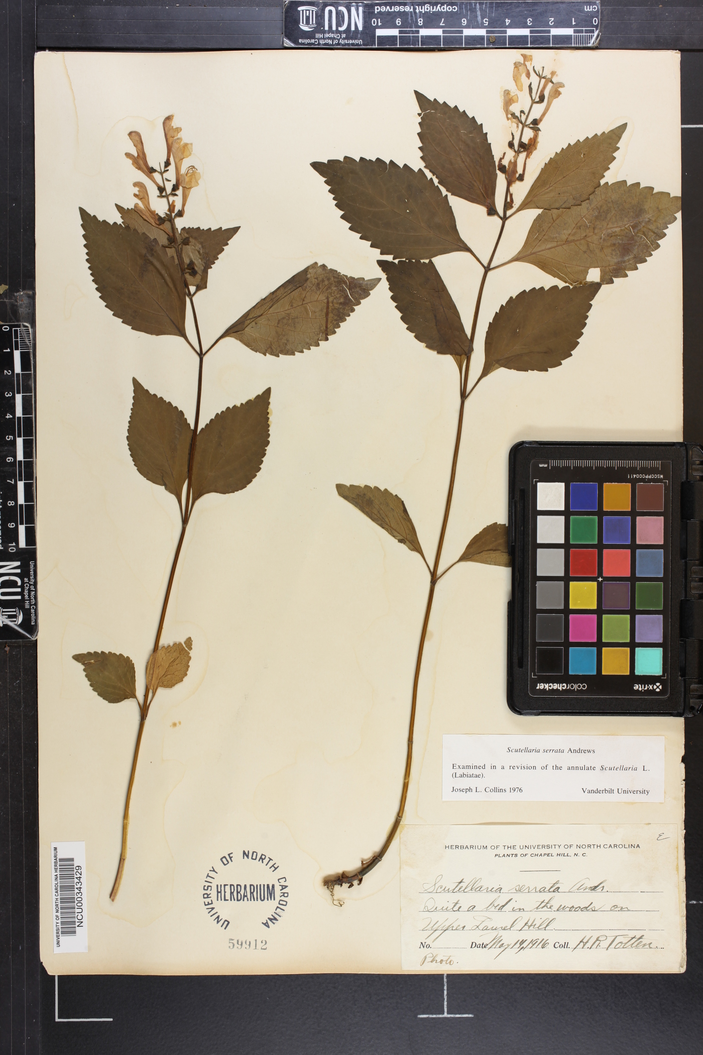 Scutellaria serrata image