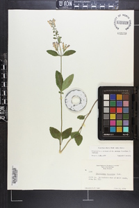 Scutellaria elliptica image