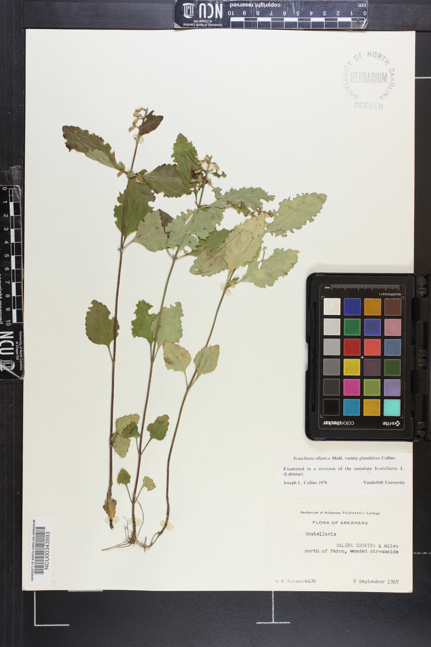 Scutellaria elliptica var. glandulosa image
