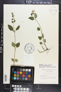 Scutellaria elliptica image