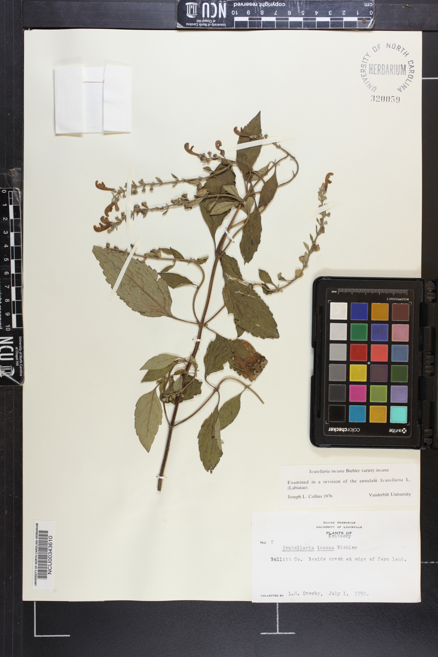 Scutellaria incana var. incana image