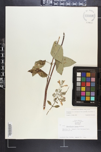 Scutellaria incana var. incana image