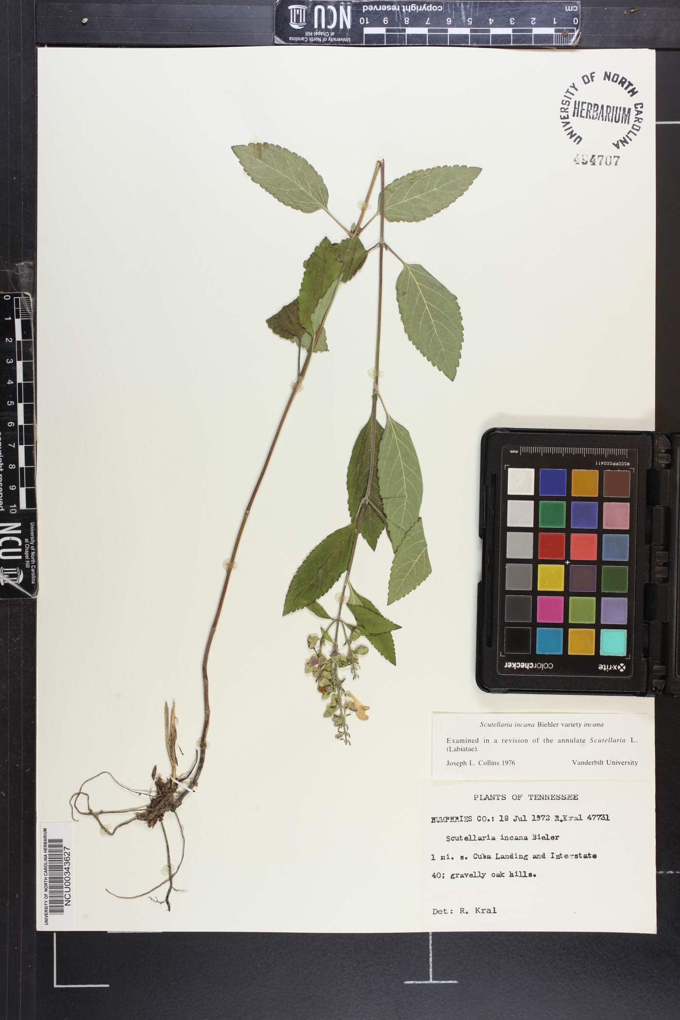 Scutellaria incana var. incana image