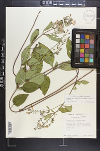 Scutellaria incana var. incana image