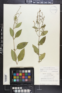 Scutellaria incana var. incana image