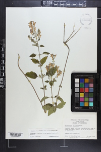 Scutellaria incana var. australis image