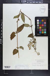 Scutellaria incana image