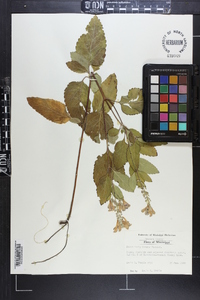 Scutellaria incana image