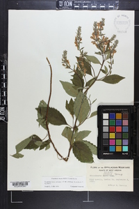 Scutellaria incana var. incana image