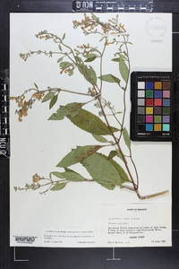 Scutellaria incana image