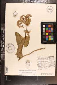 Asclepias humistrata image