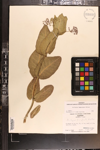 Asclepias humistrata image