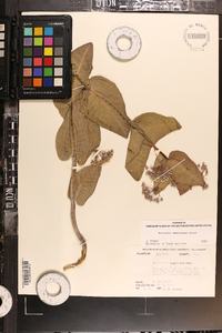 Asclepias humistrata image