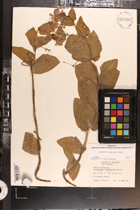 Asclepias humistrata image