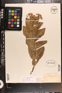 Asclepias humistrata image