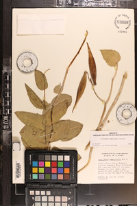Asclepias humistrata image