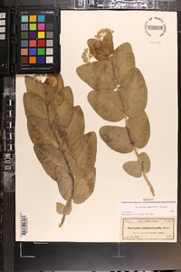 Asclepias humistrata image