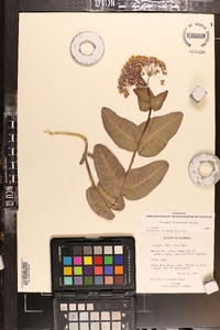 Asclepias humistrata image