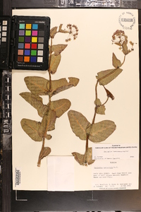 Asclepias humistrata image