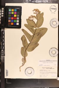 Asclepias humistrata image