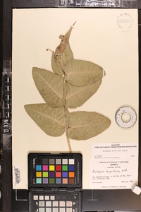 Asclepias humistrata image