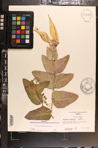 Asclepias humistrata image