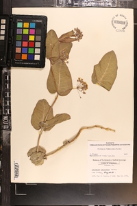 Asclepias humistrata image