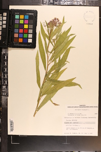 Asclepias incarnata subsp. incarnata image