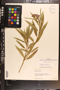 Asclepias incarnata subsp. incarnata image