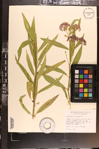 Asclepias incarnata subsp. incarnata image