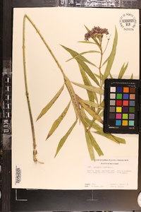 Asclepias incarnata subsp. incarnata image