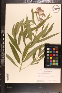 Asclepias incarnata subsp. incarnata image