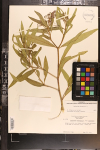 Asclepias incarnata subsp. incarnata image