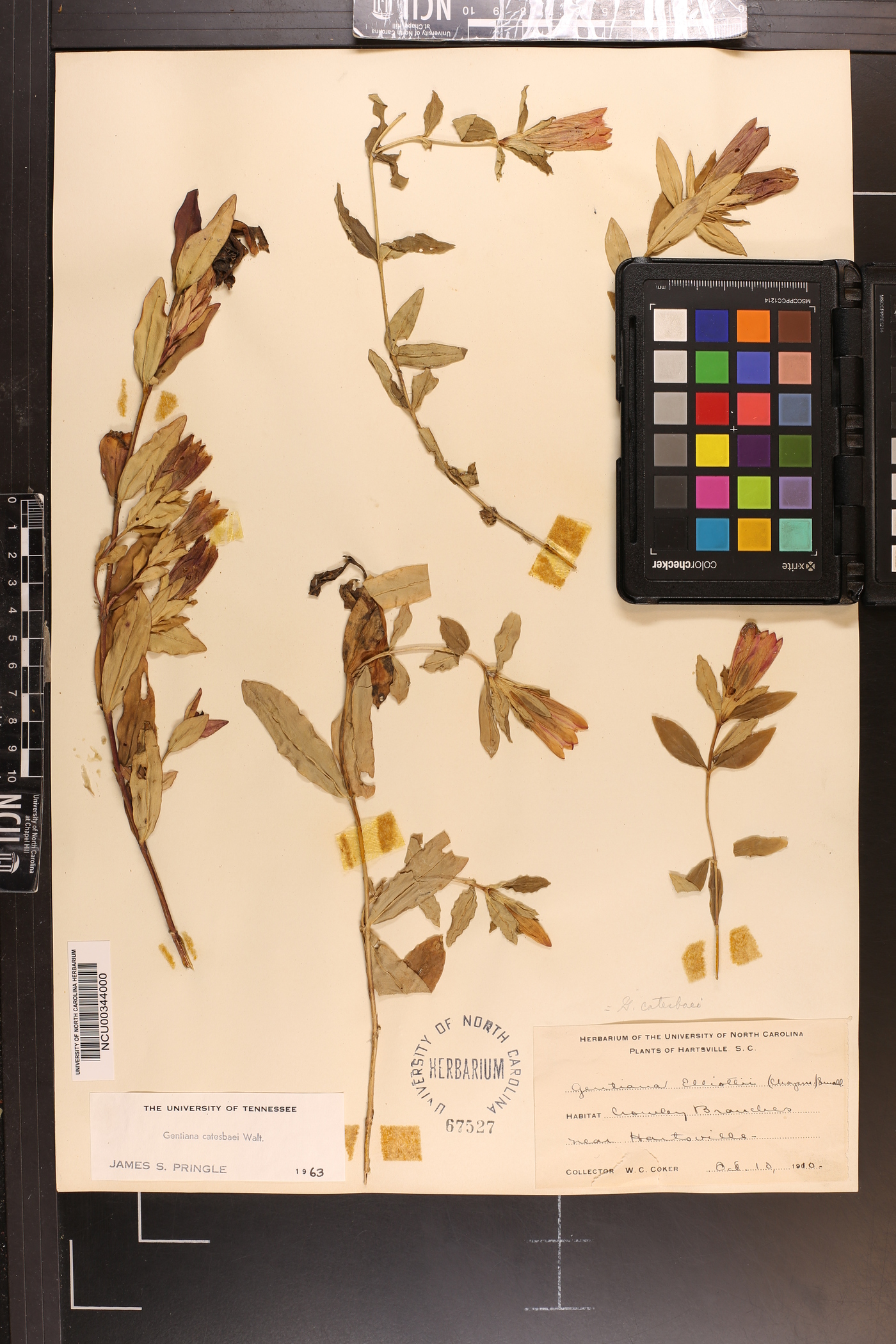 Gentiana catesbaei image