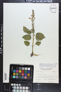 Scutellaria ovata image