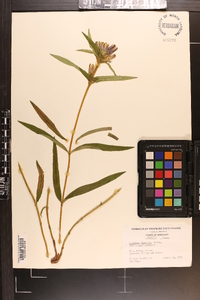 Gentiana linearis image