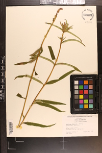 Gentiana linearis image