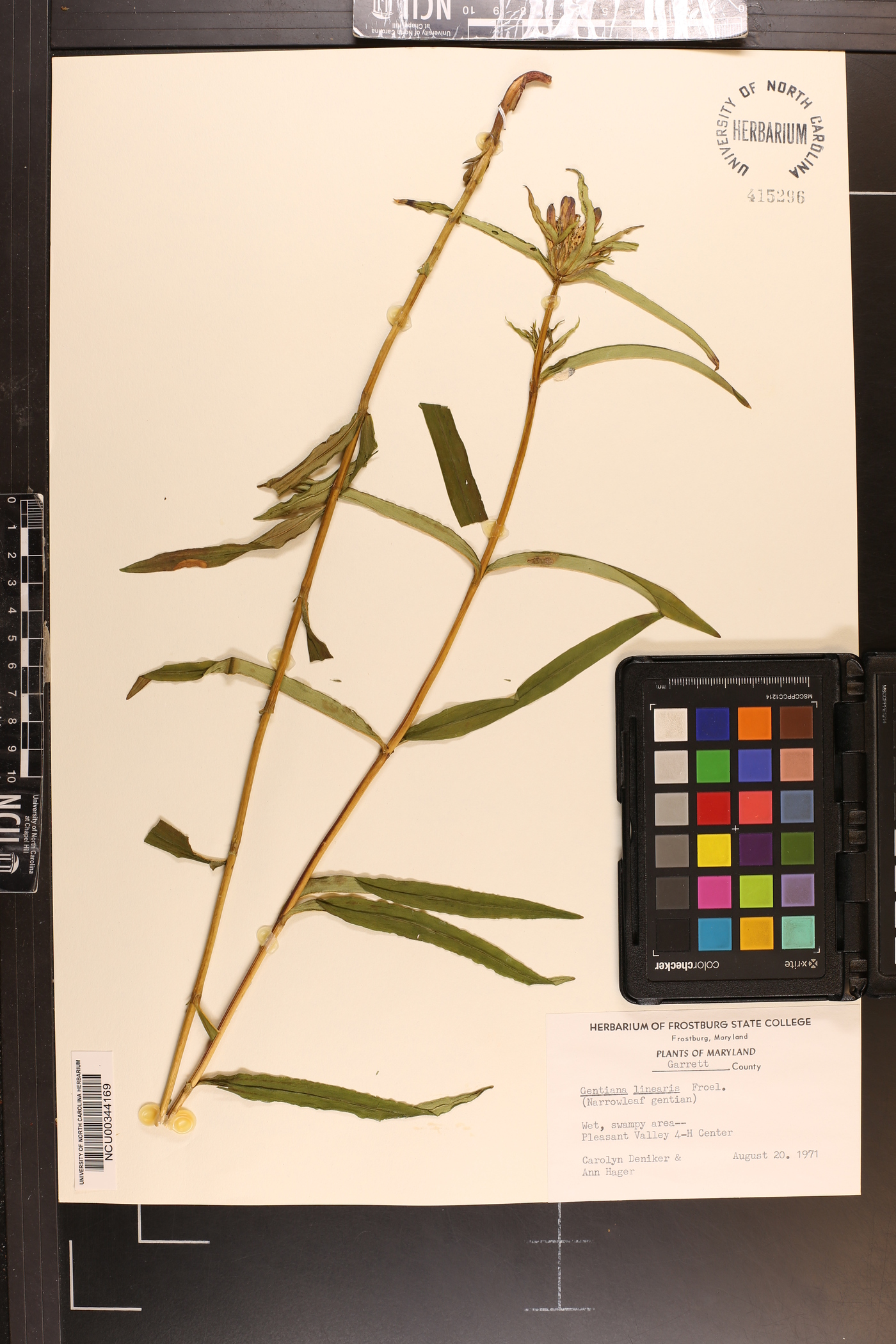 Gentiana linearis image